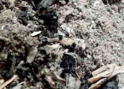 如何用木炭种植兰花 木炭怎么养兰花根系长得粗又壮