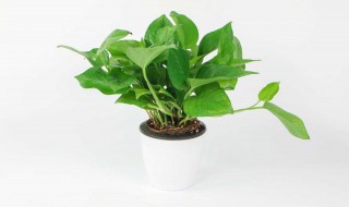 绿萝叶发黄怎么办 绿萝黄叶改善方法分享