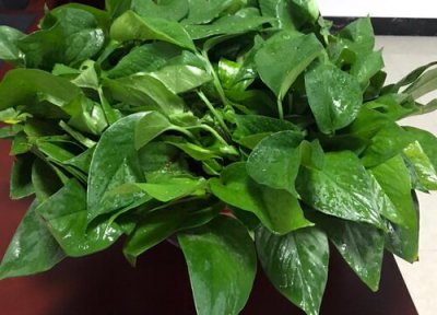 室内干燥适合养什么花 屋里干燥种什么花草植物最好