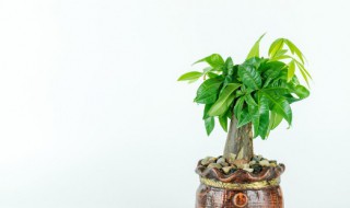 泡茶桌上摆放什么物件 泡茶桌上适合摆放什么物件