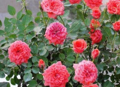 月季花不长新芽怎么办 怎么养护月季花新芽很快长满枝头