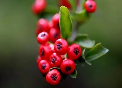 吉祥果养殖细节 盆栽吉祥果的养殖管理