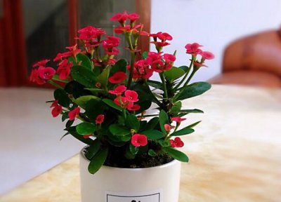 刺梅一年开花次数 刺梅一年开几次花