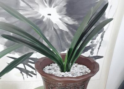 君子兰叶片怎样能出纹路 用油养殖君子兰使其叶片的纹路更清晰美观