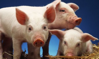 猪的哪个部位最好吃 猪什么位置上的肉最好吃