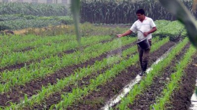 玉米施一次性肥还用追肥吗 玉米怎么追肥能增产