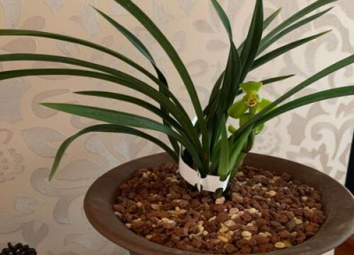 兰花如何促根促芽 兰花促芽需要满足哪些指标