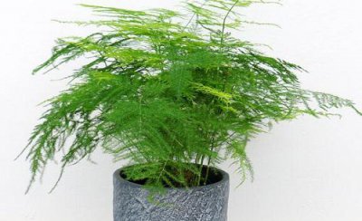 文竹常用的几种繁殖方法 文竹怎么繁殖需要注意什么