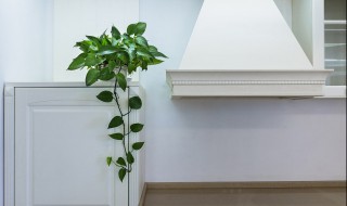 卧室内适合养什么花卉 卧室内适合养什么样的花卉呢