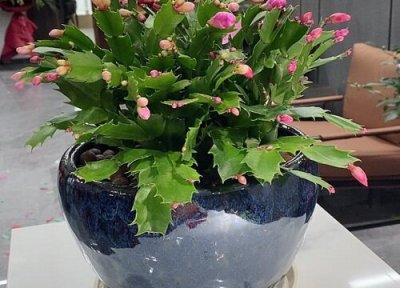 蟹爪兰如何改良土壤避免烂根 蟹爪兰植株烂根以后怎么处理