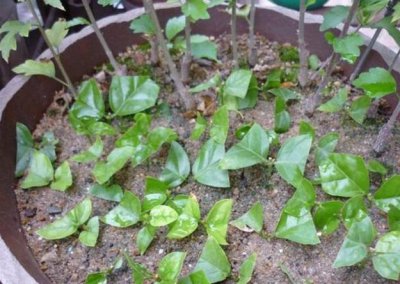 茉莉花可以扦插成活吗 新手可以扦插茉莉花成功的方法