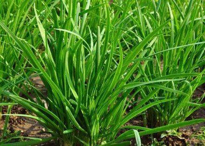 韭菜用什么肥料长得又肥又壮 用什么肥料叶子又粗又黑