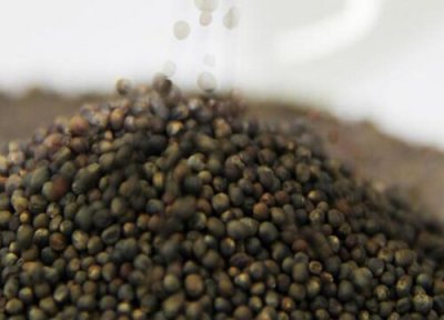 西兰花几天发芽出苗 播种后几天出苗 育苗过程