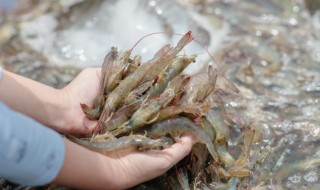 饲养虾的方法 怎样养虾