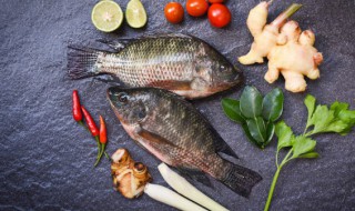 红鲫鱼是什么鱼 红鲫鱼的简单介绍