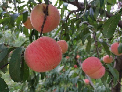 中桃24号桃苗品种简介 中桃24号什么时候成熟