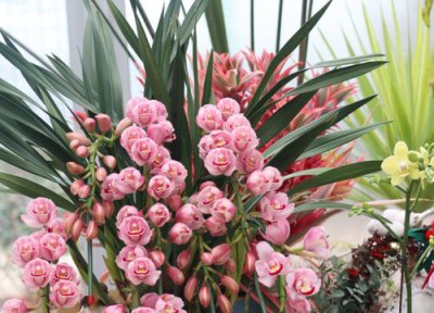 兰花用什么肥料 如何判断兰花是否需要肥料