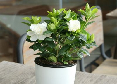 栀子花花后养护 栀子花怎么养护快速复花