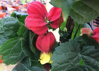 灯笼花耐寒吗 藤本灯笼花冬天养殖方法和注意事项