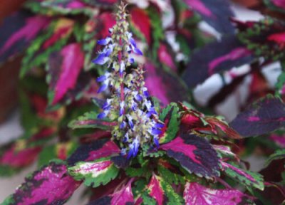 五彩苏开花吗 在什么时候开花