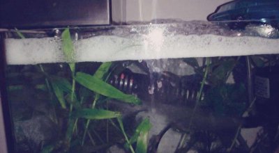 鱼缸水面四周有一圈白沫怎么回事 鱼缸水体表面起白沫原因