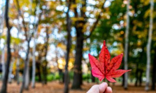 枫叶怎么养才能更旺盛 枫叶可以怎么养