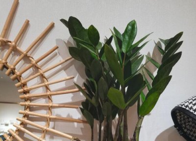 几月扦插金钱树成活率最高 扦插金钱树成活率最高的方法