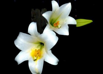 野百合什么时候开花 开放时间在几月