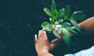 金丝楠木适合室内种吗 金丝楠木可以室内种吗