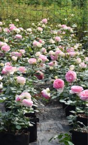 什么时候扦插月季最好 盆栽月季花怎样扦插成活率高