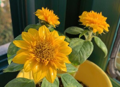 具有向光性的植物有哪些 介绍植物的生长有向光性