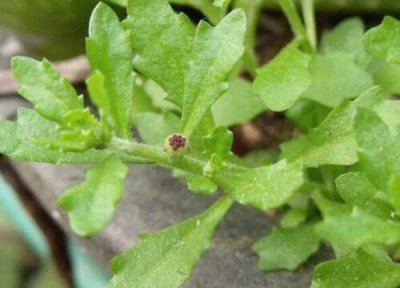 鹅不食草有什么作用和功效 正确食用方法