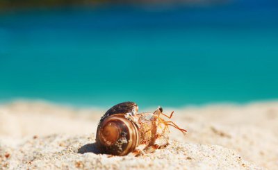 没壳的寄居蟹好恶心 寄居蟹如果没有外壳保护会死吗