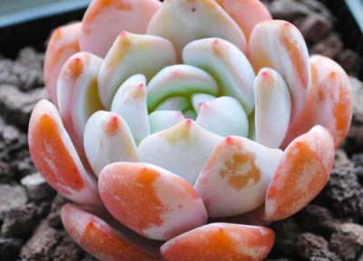 橙梦露的养殖方法和注意事项 多肉橙梦露怎么养出状态