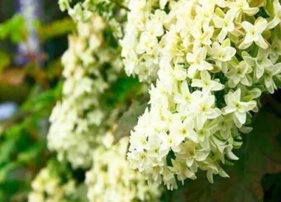 最耐阴的绣球品种 耐阴又容易开花绣球花品种