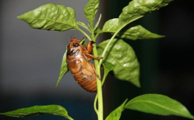 金蝉什么时候出土最多 金蝉选择晚上出土为高峰期