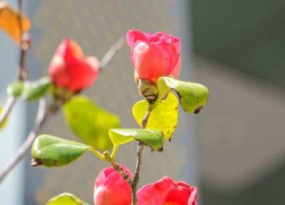 茶花黄叶掉叶怎么回事 叶子发黄掉叶子是什么原因