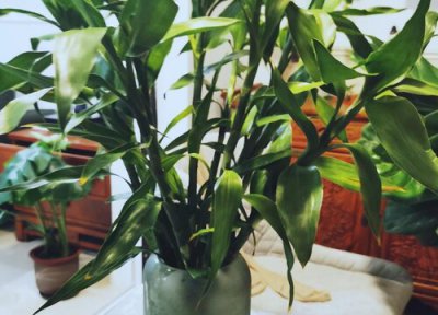 富贵竹根烂了怎么治 富贵竹烂根了怎么处理