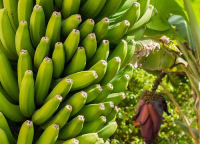 绿香蕉放10天还是绿的能吃吗 新买绿色香蕉放多久变黄