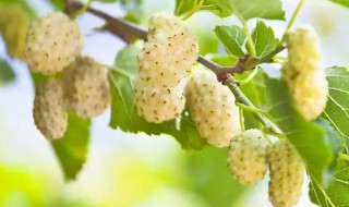 新鲜白桑椹怎么保存最好 新鲜桑椹如何保存