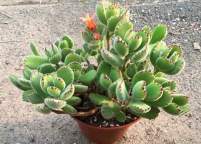 熊童子夏天晒太阳 熊童子怎么度夏安全