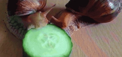 外来物种有哪些 盘点入侵我国的八大外来威胁物种及危害