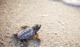 招财铜乌龟的摆放禁忌 招财铜乌龟如何摆放