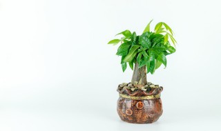 客厅适合摆放什么树 客厅适合摆放哪些树