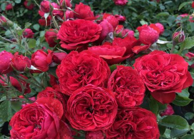 大地主月季是藤本还是灌木 大地主月季属于藤本还是灌木