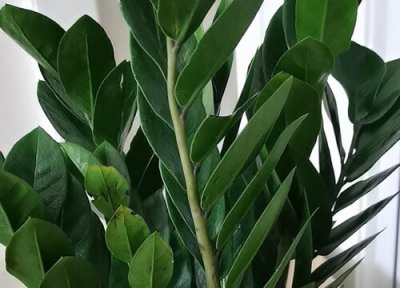 金钱树如何养护叶片油亮 怎么样才能让金钱树叶子油亮