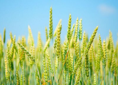 矮杆高产大穗小麦品种 我国短杆超高产小麦种子简介