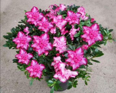 杜鹃花在家里怎样才能养好 用最简单的方法养好杜鹃花