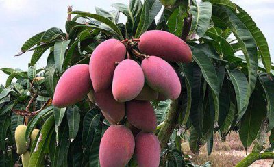 芒果开花期如何管理授粉 芒果花期栽培与管理技术要点