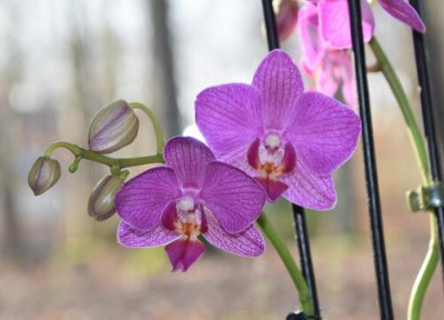 冬季蝴蝶兰在家里怎样养 冬季养蝴蝶兰的注意事项